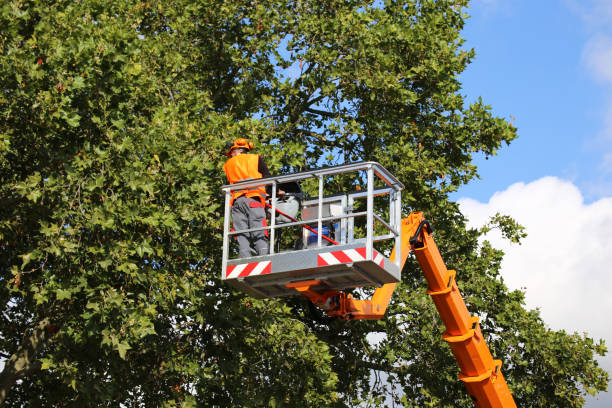 Best Arborist Consultation Services  in Lakeland South, WA